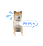 柴犬のころちゃんPart1（個別スタンプ：12）