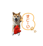 柴犬のころちゃんPart1（個別スタンプ：13）