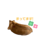 柴犬のころちゃんPart1（個別スタンプ：14）