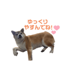 柴犬のころちゃんPart1（個別スタンプ：15）