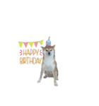 柴犬のころちゃんPart1（個別スタンプ：16）