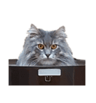 えらいねこ4（個別スタンプ：2）