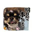 チビ太と仲間2（個別スタンプ：1）