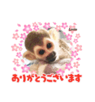 squirrelmonkey Louis（個別スタンプ：1）