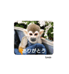 squirrelmonkey Louis（個別スタンプ：2）