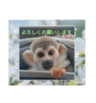 squirrelmonkey Louis（個別スタンプ：7）