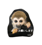 squirrelmonkey Louis（個別スタンプ：9）