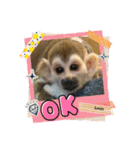 squirrelmonkey Louis（個別スタンプ：11）