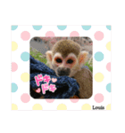 squirrelmonkey Louis（個別スタンプ：24）