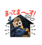 squirrelmonkey Louis（個別スタンプ：40）