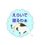 岐阜弁を話す保護犬・猫【ネイティブ監修】（個別スタンプ：1）