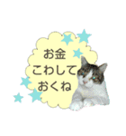 岐阜弁を話す保護犬・猫【ネイティブ監修】（個別スタンプ：11）