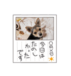 ワンちゃんスタンプ(Mix編)（個別スタンプ：8）