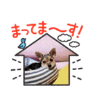 ワンちゃんスタンプ(Mix編)（個別スタンプ：9）