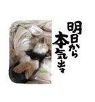 ワンちゃんスタンプ(Mix編)（個別スタンプ：10）