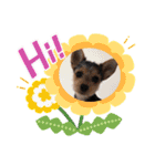 ワンちゃんスタンプ(Mix編)（個別スタンプ：11）