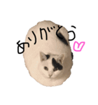 ちびこ3（個別スタンプ：8）