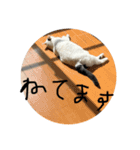 ちびこ3（個別スタンプ：9）