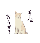 みらさぽ看板猫猫 はずきちゃん（個別スタンプ：11）