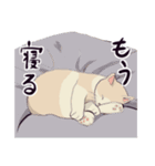 みらさぽ看板猫猫 はずきちゃん（個別スタンプ：16）