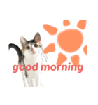 猫のちゃんのスタンプ（個別スタンプ：1）