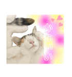 猫のちゃんのスタンプ（個別スタンプ：2）