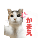 猫のちゃんのスタンプ（個別スタンプ：3）
