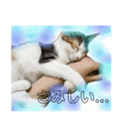 猫のちゃんのスタンプ（個別スタンプ：4）