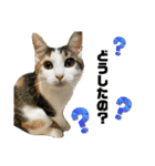 猫のちゃんのスタンプ（個別スタンプ：5）