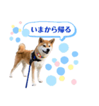 柴犬まる太郎（個別スタンプ：5）