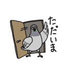 つかえる鳥（主にハト）（個別スタンプ：4）