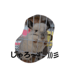 可愛い子達(^^;)))（個別スタンプ：4）