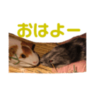 もふもるとわん（個別スタンプ：1）