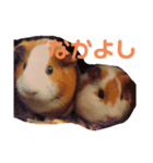 もふもるとわん（個別スタンプ：2）