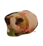 もふもるとわん（個別スタンプ：3）