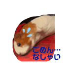もふもるとわん（個別スタンプ：4）