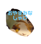 もふもるとわん（個別スタンプ：5）