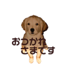 もふもるとわん（個別スタンプ：8）
