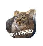 銀猫たちの日常 4（個別スタンプ：8）