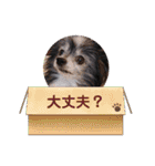 かわいいパンチちゃん（個別スタンプ：30）