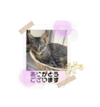 3にゃん仲良し（個別スタンプ：13）