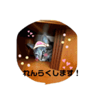 3にゃん仲良し（個別スタンプ：19）