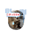3にゃん仲良し（個別スタンプ：21）