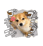 こたかなブラザーズ1（個別スタンプ：15）