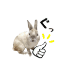 もふもふなうさぎ第2弾（もふうさ）（個別スタンプ：1）