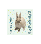 もふもふなうさぎ第2弾（もふうさ）（個別スタンプ：5）