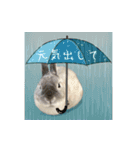 もふもふなうさぎ第2弾（もふうさ）（個別スタンプ：6）
