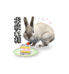 もふもふなうさぎ第2弾（もふうさ）（個別スタンプ：7）