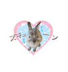 もふもふなうさぎ第2弾（もふうさ）（個別スタンプ：8）