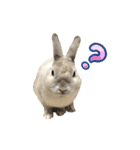 もふもふなうさぎ第2弾（もふうさ）（個別スタンプ：10）